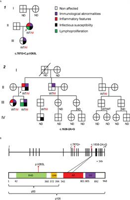 Common variable immunodeficiency in two kindreds with heterogeneous phenotypes caused by novel heterozygous NFKB1 mutations